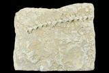 Archimedes Screw Bryozoan Fossil - Alabama #178218-1